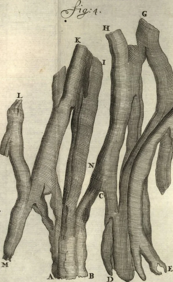 An illustration from Arcana naturae detecta, 1695, leaf 503