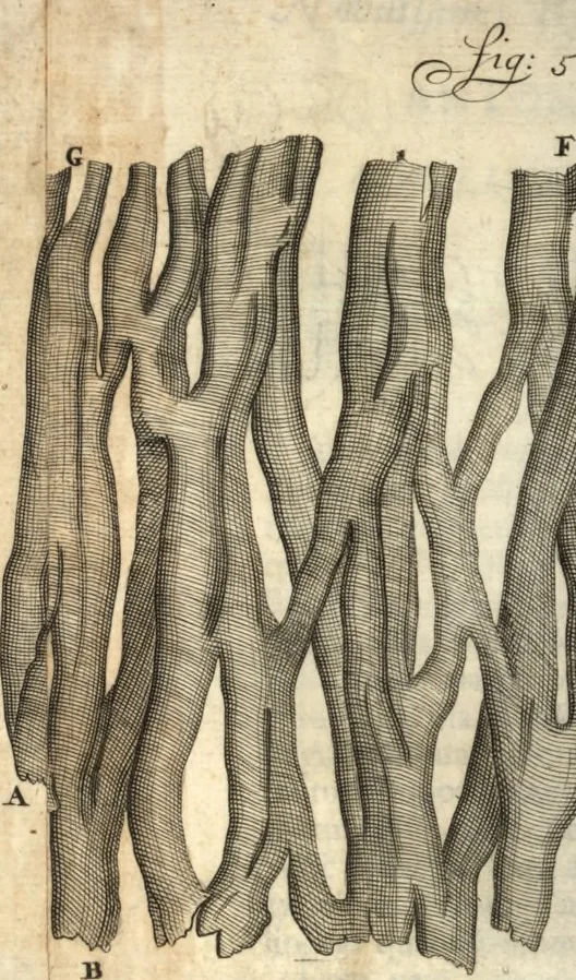 An illustration from Arcana naturae detecta, 1695, leaf 503
