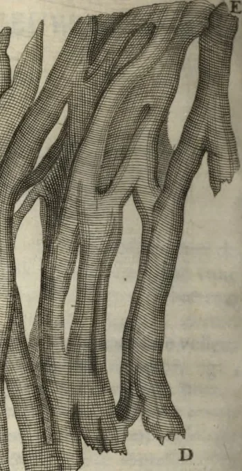 An illustration from Arcana naturae detecta, 1695, leaf 503