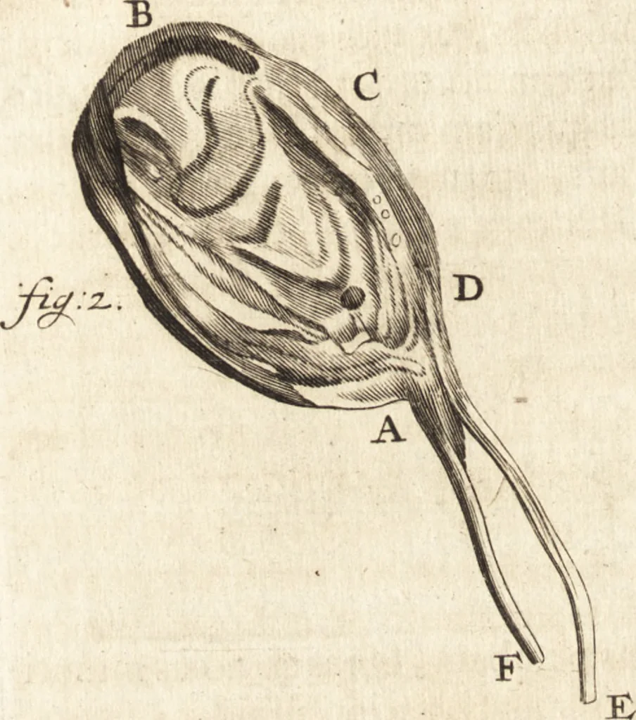 An illustration from Arcana naturae detecta, 1695, leaf 51
