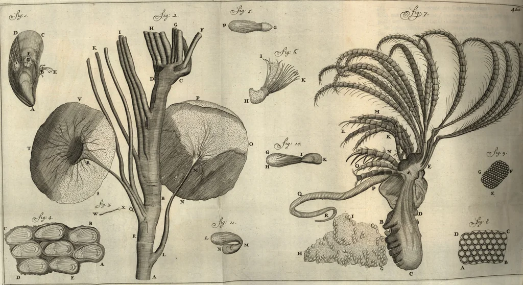 An illustration from Arcana naturae detecta, 1695, leaf 523