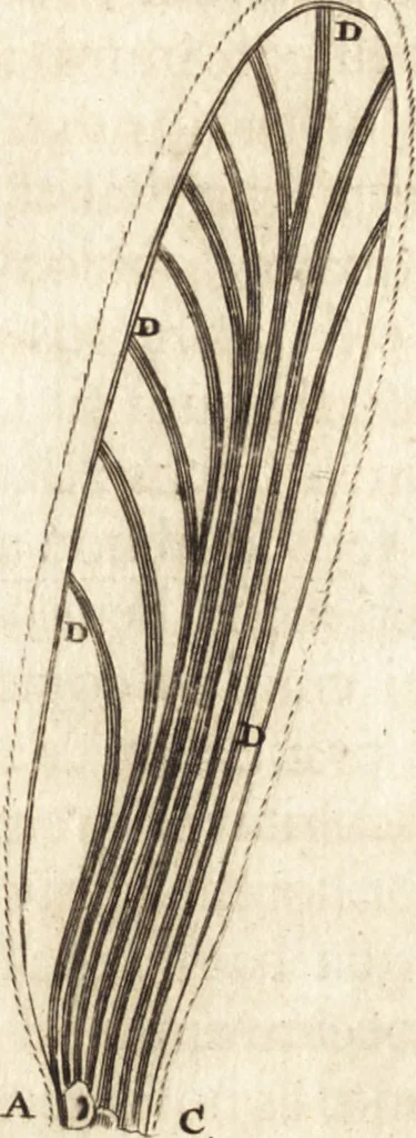 An illustration from Arcana naturae detecta, 1695, leaf 54