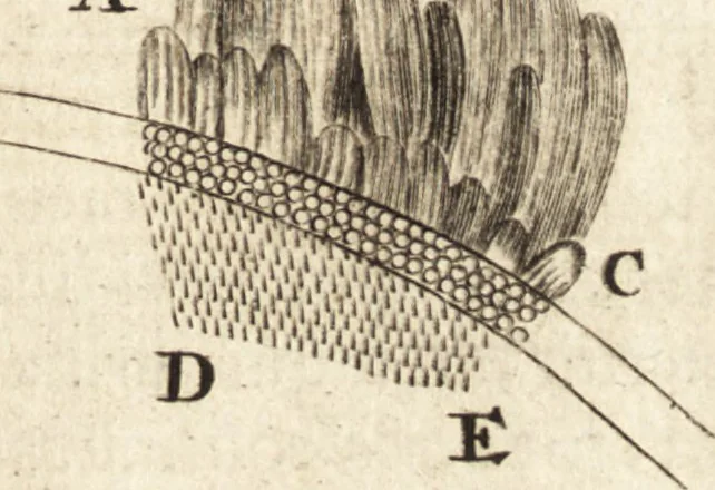 An illustration from Arcana naturae detecta, 1695, leaf 54