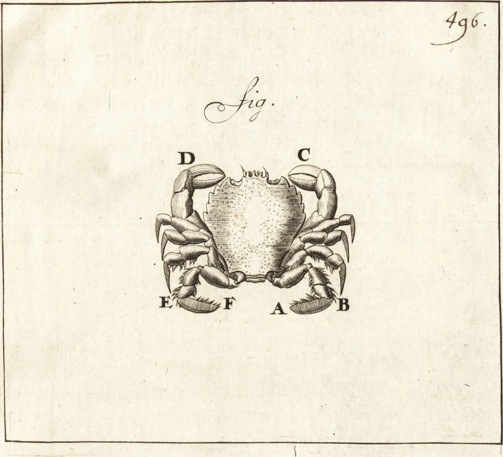 An illustration from Arcana naturae detecta, 1695, leaf 556