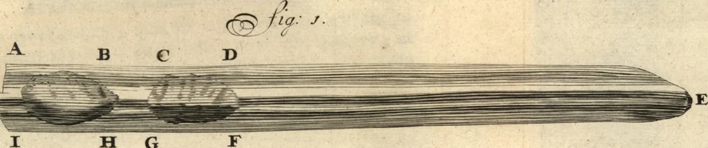 An illustration from Arcana naturae detecta, 1695, leaf 572