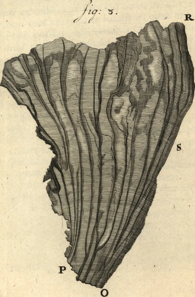 An illustration from Arcana naturae detecta, 1695, leaf 572