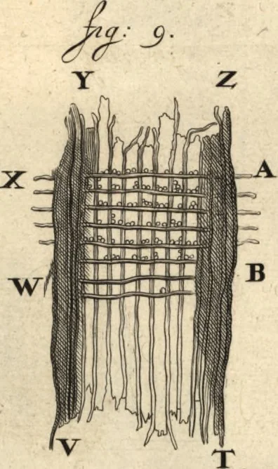 An illustration from Arcana naturae detecta, 1695, leaf 572