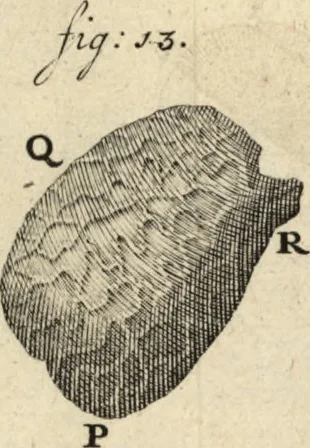An illustration from Arcana naturae detecta, 1695, leaf 572