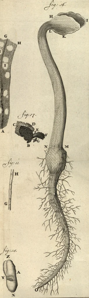 An illustration from Arcana naturae detecta, 1695, leaf 572