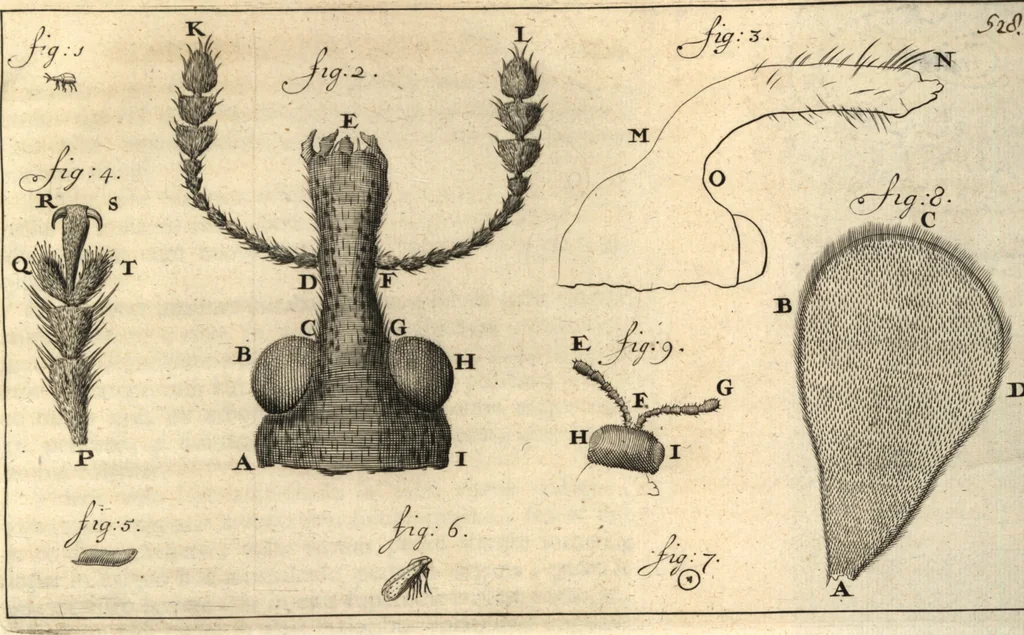 An illustration from Arcana naturae detecta, 1695, leaf 592