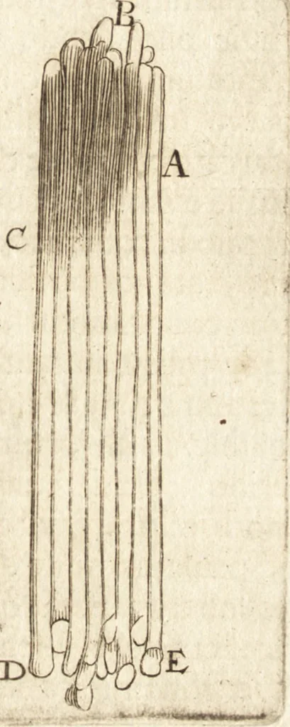 An illustration from Arcana naturae detecta, 1695, leaf 64