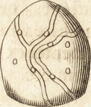 An illustration from Arcana naturae detecta, 1695, leaf 71