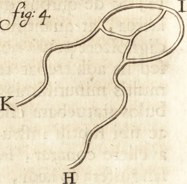 An illustration from Arcana naturae detecta, 1695, leaf 77