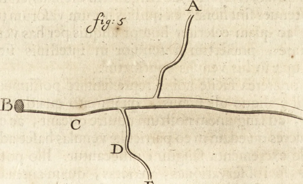 An illustration from Arcana naturae detecta, 1695, leaf 78