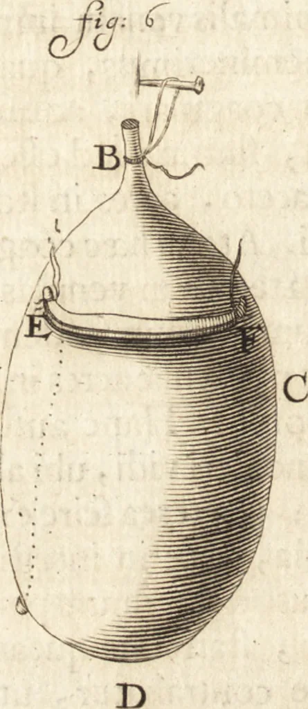 An illustration from Arcana naturae detecta, 1695, leaf 81
