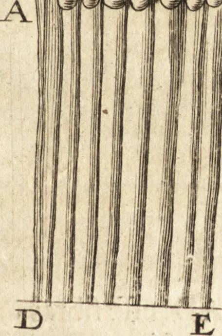 An illustration from Arcana naturae detecta, 1695, leaf 82