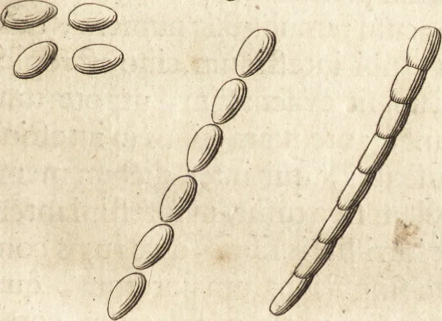 An illustration from Arcana naturae detecta, 1695, leaf 84