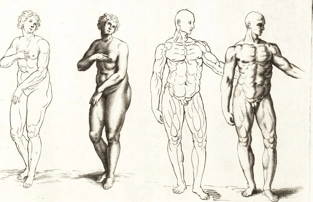 An illustration from Ars pictoria : or, An academy treating of drawing, painting, limning and etching : to which are added thirty copper plates expressing the choicest, nearest, and most exact grounds and rules of symmetry, 1669, leaf 164
