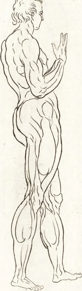An illustration from Ars pictoria : or, An academy treating of drawing, painting, limning and etching : to which are added thirty copper plates expressing the choicest, nearest, and most exact grounds and rules of symmetry, 1669, leaf 164