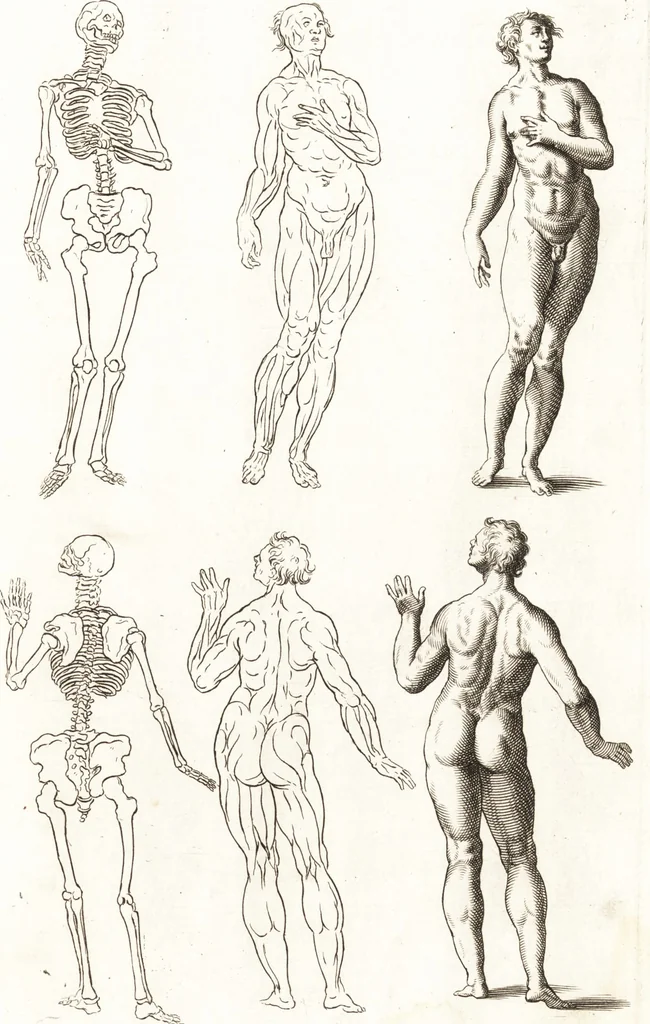 An illustration from Ars pictoria : or, An academy treating of drawing, painting, limning and etching : to which are added thirty copper plates expressing the choicest, nearest, and most exact grounds and rules of symmetry, 1669, leaf 166