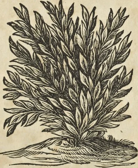 An illustration from Athanasii Kircheri è Soc. Jesu Latium, id est, Nova & parallela Latii tum veteris tum novi descriptio : qua quaecunque vel natura, vel veterum Romanorum ingenium admiranda effecit, geographico-historico-physico ratiocinio, juxta rerum gestarum, temporumque seriem exponitur & enucleatur, 1671, leaf 6