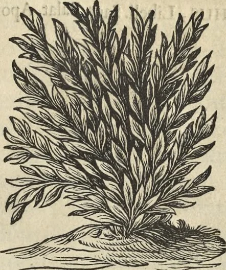 An illustration from Athanasii Kircheri e Soc. Jesu Turris Babel, sive, Archontologia qua primo priscorum post diluvium hominum vita, mores rerumque gestarum magnitudo, secundo Turris fabrica civitatumque extructio, confusio linguarum, & inde gentium transmigrationis, cum principalium inde enatorum idiomatum historiia, multiplici eruditione describunter & explicantur, 1679, leaf 6