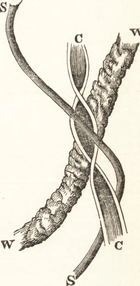 An illustration from A practical handbook of dyeing and calico-printing. With eleven page-plates, forty-seven specimens of dyed and printed fabrics, and thirty-eight woodcuts, 1874, leaf 128