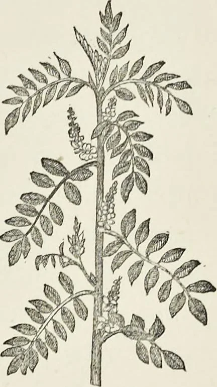 An illustration from Dyeing and calico printing : including an account of the most recent improvements in the manufacture and use of aniline colours : illustrated with wood engravings and numerous specimens of printed and dyed fabrics, 1876, leaf 178