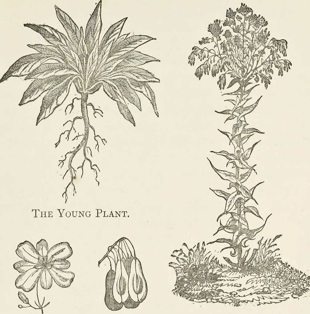 An illustration from Dyeing and calico printing : including an account of the most recent improvements in the manufacture and use of aniline colours : illustrated with wood engravings and numerous specimens of printed and dyed fabrics, 1876, leaf 181