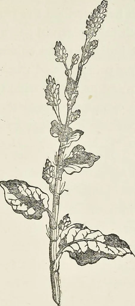 An illustration from Dyeing and calico printing : including an account of the most recent improvements in the manufacture and use of aniline colours : illustrated with wood engravings and numerous specimens of printed and dyed fabrics, 1876, leaf 182