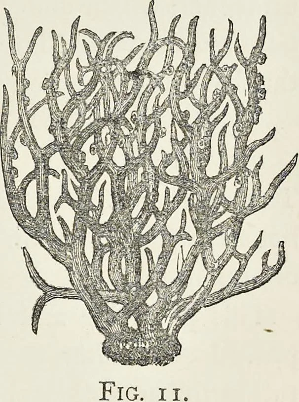 An illustration from Dyeing and calico printing : including an account of the most recent improvements in the manufacture and use of aniline colours : illustrated with wood engravings and numerous specimens of printed and dyed fabrics, 1876, leaf 266