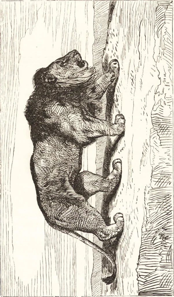 An illustration from The grammar of painting and engraving, 1874, leaf 246
