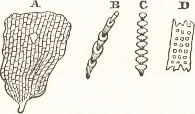 An illustration from A treatise on optics, 1839, leaf 292
