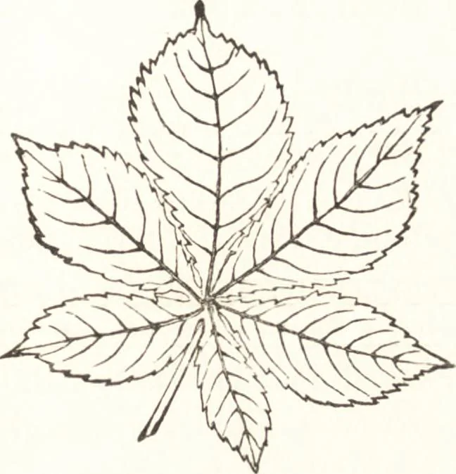 An illustration from A grammar of colouring : applied to decorative painting and the arts, 1896, leaf 218