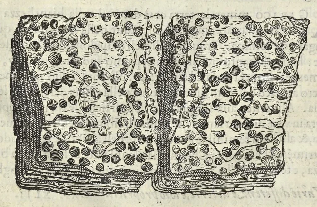 An illustration from Dell'historia natvrale di Ferrante Imperato napoletano libri XXVIII : nella qvale ordinatamente si tratta della diuersa condition di miniere e pietre : con alcune historie di piante & animali, sin'hora non date in luce, 1599, leaf 183