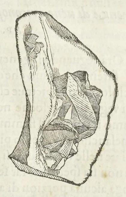 An illustration from Dell'historia natvrale di Ferrante Imperato napoletano libri XXVIII : nella qvale ordinatamente si tratta della diuersa condition di miniere e pietre : con alcune historie di piante & animali, sin'hora non date in luce, 1599, leaf 492