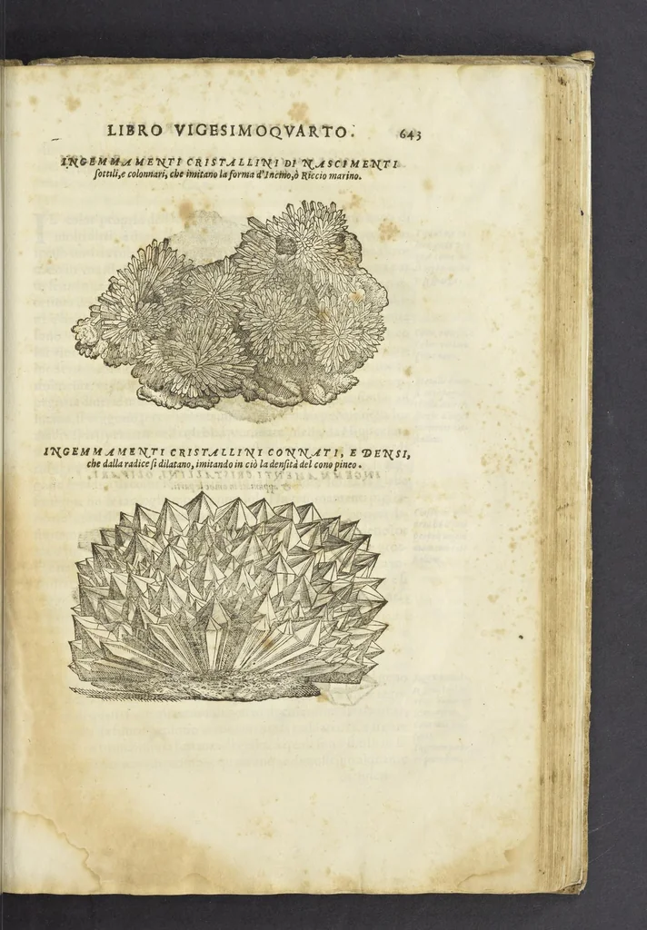 An illustration from Dell'historia natvrale di Ferrante Imperato napoletano libri XXVIII : nella qvale ordinatamente si tratta della diuersa condition di miniere e pietre : con alcune historie di piante & animali, sin'hora non date in luce, 1599, leaf 672