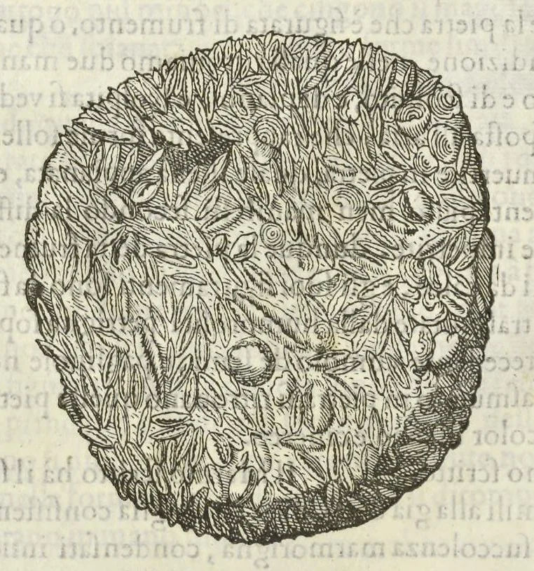 An illustration from Dell'historia natvrale di Ferrante Imperato napoletano libri XXVIII : nella qvale ordinatamente si tratta della diuersa condition di miniere e pietre : con alcune historie di piante & animali, sin'hora non date in luce, 1599, leaf 693
