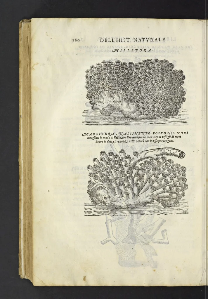 An illustration from Dell'historia natvrale di Ferrante Imperato napoletano libri XXVIII : nella qvale ordinatamente si tratta della diuersa condition di miniere e pietre : con alcune historie di piante & animali, sin'hora non date in luce, 1599, leaf 749