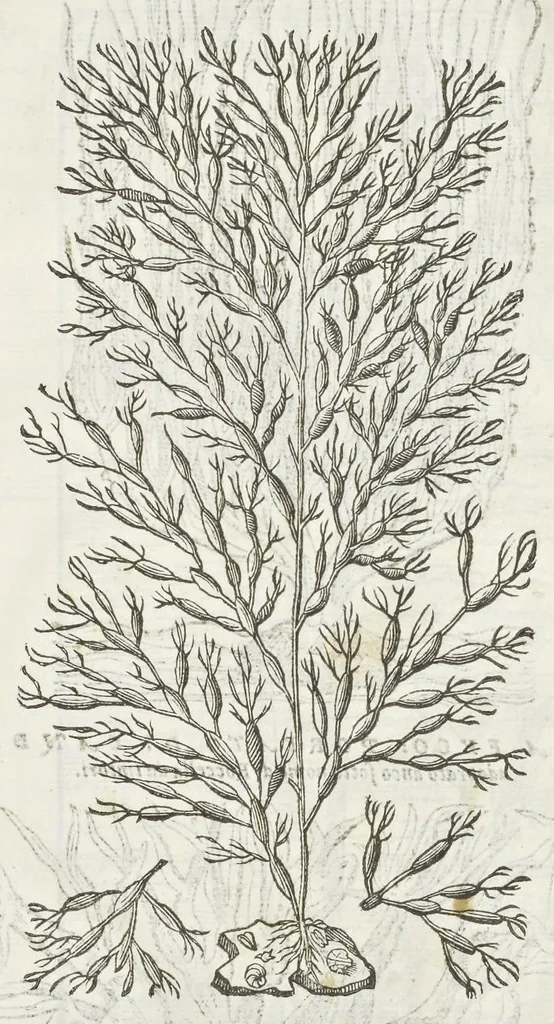 An illustration from Dell'historia natvrale di Ferrante Imperato napoletano libri XXVIII : nella qvale ordinatamente si tratta della diuersa condition di miniere e pietre : con alcune historie di piante & animali, sin'hora non date in luce, 1599, leaf 770