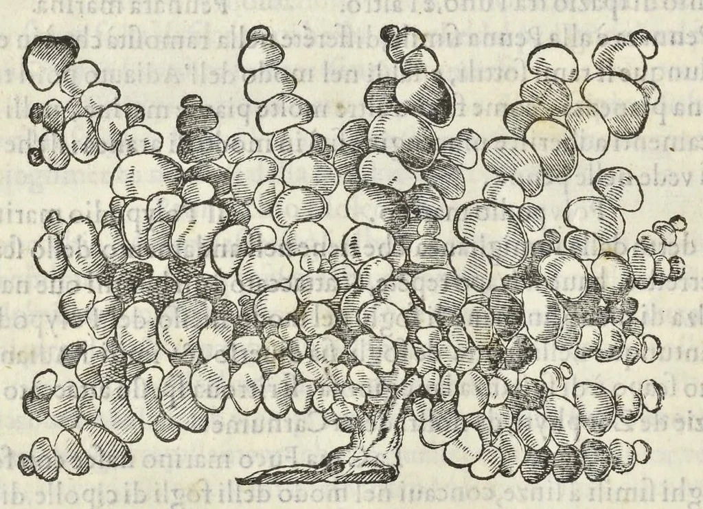 An illustration from Dell'historia natvrale di Ferrante Imperato napoletano libri XXVIII : nella qvale ordinatamente si tratta della diuersa condition di miniere e pietre : con alcune historie di piante & animali, sin'hora non date in luce, 1599, leaf 777