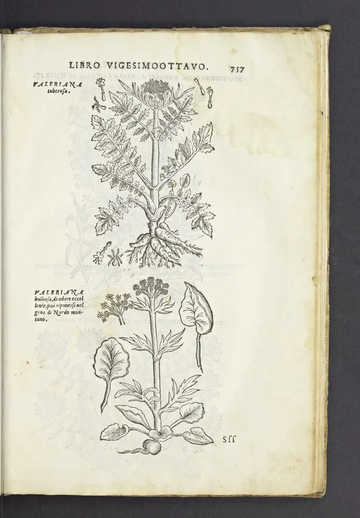 An illustration from Dell'historia natvrale di Ferrante Imperato napoletano libri XXVIII : nella qvale ordinatamente si tratta della diuersa condition di miniere e pietre : con alcune historie di piante & animali, sin'hora non date in luce, 1599, leaf 786