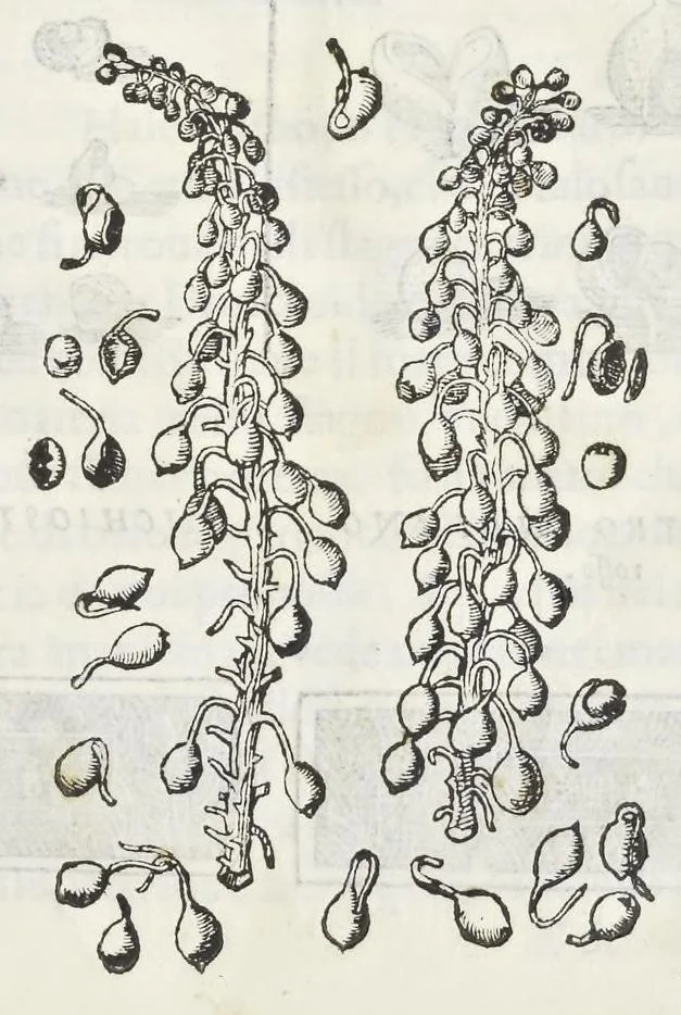 An illustration from Dell'historia natvrale di Ferrante Imperato napoletano libri XXVIII : nella qvale ordinatamente si tratta della diuersa condition di miniere e pietre : con alcune historie di piante & animali, sin'hora non date in luce, 1599, leaf 798