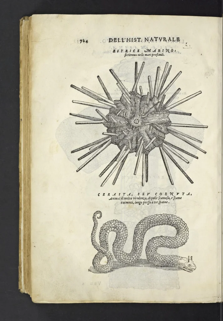 An illustration from Dell'historia natvrale di Ferrante Imperato napoletano libri XXVIII : nella qvale ordinatamente si tratta della diuersa condition di miniere e pietre : con alcune historie di piante & animali, sin'hora non date in luce, 1599, leaf 813