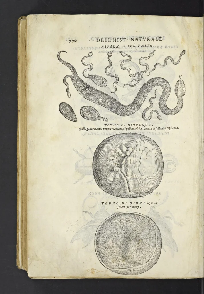 An illustration from Dell'historia natvrale di Ferrante Imperato napoletano libri XXVIII : nella qvale ordinatamente si tratta della diuersa condition di miniere e pietre : con alcune historie di piante & animali, sin'hora non date in luce, 1599, leaf 819