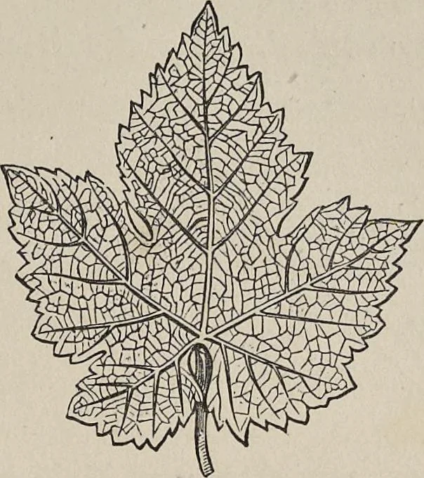 An illustration from The grammar of ornament, 1868, leaf 174