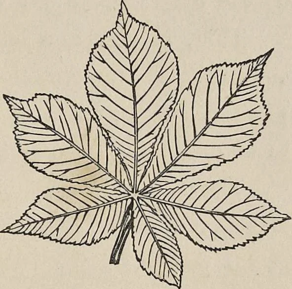 An illustration from The grammar of ornament, 1868, leaf 174