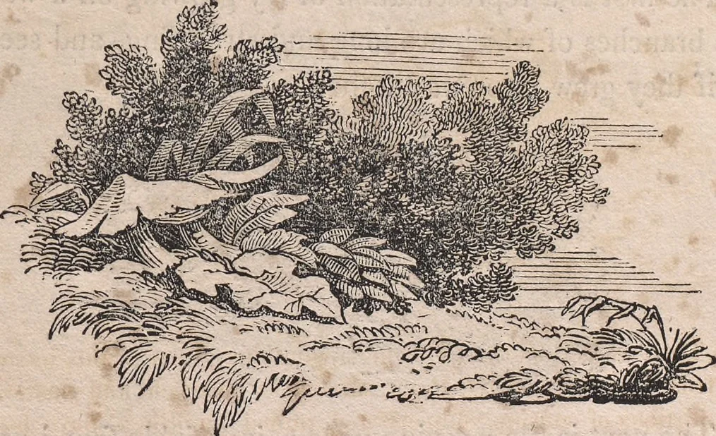 An illustration from The art of drawing in its various branches : exemplified in a course of twenty-eight progressive lessons, calculated to afford those who are unacquainted with the art, the means of acquiring a competent knowledge without the aid of a master : being the only work of the kind in which the principles of effect are explained in a clear, methodical, and at the same time familiar style, 1827, leaf 54