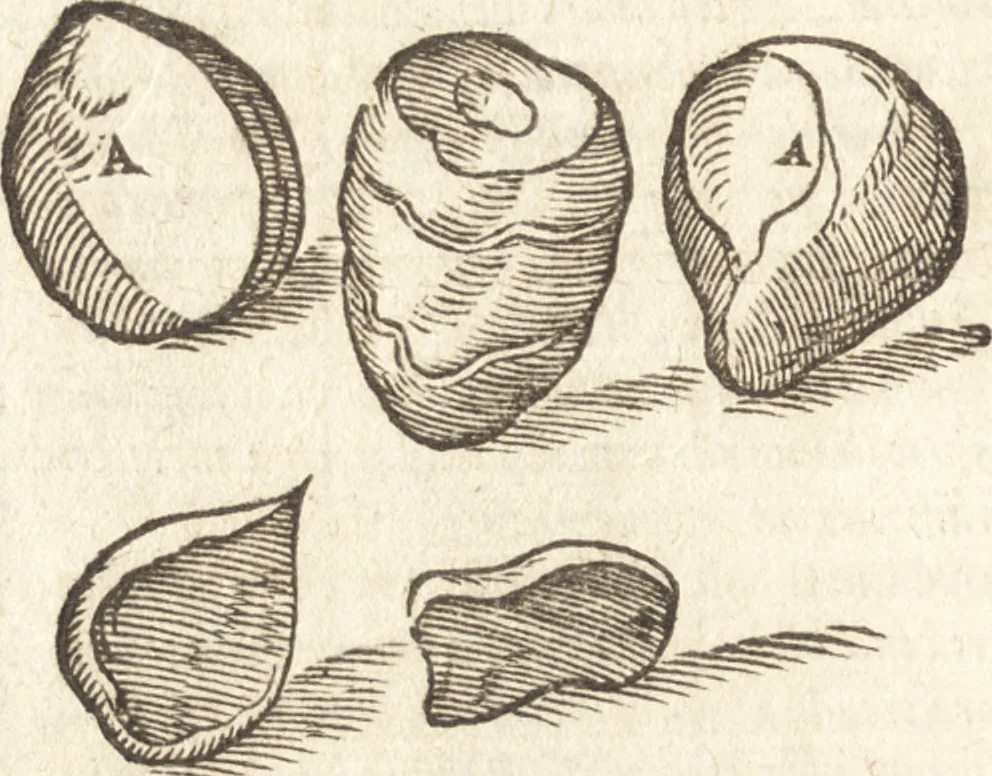 An illustration from De naturae diuinis characterismis, seu, Raris & admirandis spectaculis, causis, indiciis, proprietatibus rerum in partibus singulis vniuersi, libri II, 1575, leaf 101