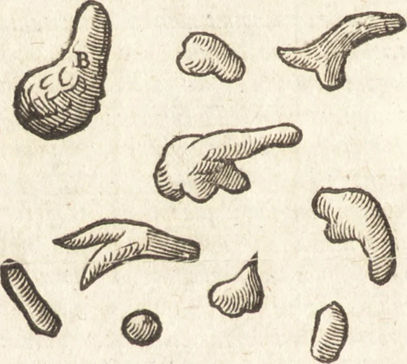An illustration from De naturae diuinis characterismis, seu, Raris & admirandis spectaculis, causis, indiciis, proprietatibus rerum in partibus singulis vniuersi, libri II, 1575, leaf 101
